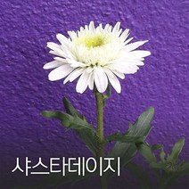 코리아팜 샤스타데이지100g