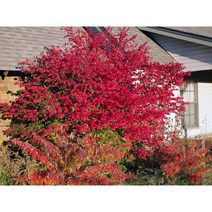 [꽃담은나무] 화살나무 묘목 조경수, 3. H1.0, 1개