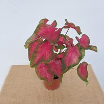 [강남플라워] 칼라디움 핑크하트 소품 10-25cm 80
