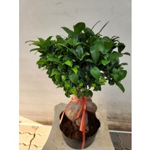 30~50cm 219 듬직한 인삼팬다 고무나무 인삼벤자민 대품, 1개