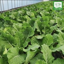 (유기농) 친환경 즙용 케일 1kg (즙케일), 유기농/즙케일 4kg, 1개