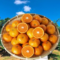 내고향농수산 2022년 제주 황금향 3KG 제주감귤 노지귤 조생귤 5kg 10kg, SS사이즈