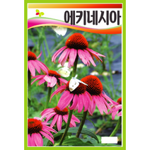 에키네시아 꽃씨앗 100립