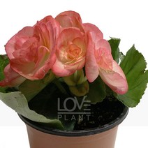 [꽃사랑식물나라] 꽃베고니아(꽃색랜덤발송) 관엽 공기정화식물 식물키우기