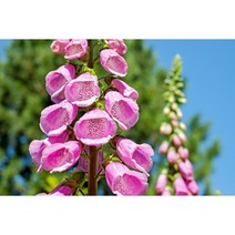 디기탈리스 씨앗 꽃씨 꽃씨앗 digitalis seed 1000알(GA)