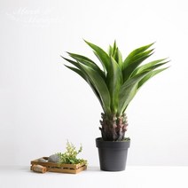아테누아타 포트L_75cm NA500256, 단품