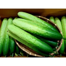 (가락시장까망콩)당일경매 오이지용 백오이 특품 50개