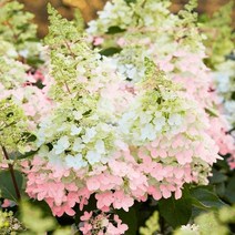 유럽 목수국 / 캔들라이트 (나무수국) 직립형으로 정원용 테라스용 추천 / 영하25도 노지월동가능 FG298