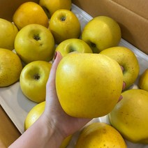 노란 황금사과 시나노골드 제철 과일 경북 의성 예산 감홍 홍옥 사과 3kg 5kg, 황금사과정품중과16-18과5kg, 1개