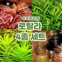 [플랜츠마스터] 수초주인장 로탈라 4종 세트 총 15촉 (블러드레드 2촉 로탈라그린 5촉 드와프그린 3촉 와리키 5촉)
