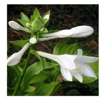 야생화 모종/ 옥잠화 모종 포트/ 10개 K2033