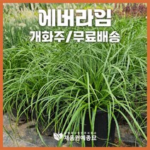 채움원예종묘 그라스 에버라임 7호화분 개화주 사초 억새 갈대 수크령 파니쿰 정원 조경, 에버라임(7호화분), 1개