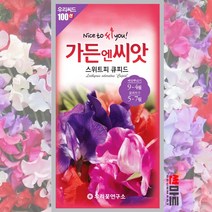 스위트피 큐피트 씨앗 10립 / 왜성 혼합종 일년생 야생화 봄 가을 꽃 꽃씨 몰 종자