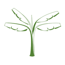 Musa velutina 벨루티바나나 씨앗 10립 꿈꾸는식물