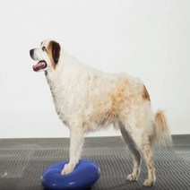 강아지 하프 짐볼, 상세페이지 참조3, 블루(하프짐볼)