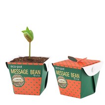 꿈쟁이 식물 에코팟-메시지콩 화분 텃밭 씨앗 미니식물