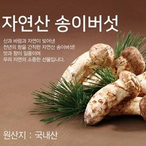 23년 9월 수확 양양 자연산 생송이 버섯, 500g, 생자연송이/(개선품4)