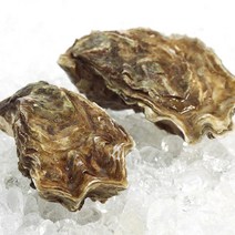 [산지발송] 당일새벽조업 통영 1등급 제철 석화굴 10kg (60미내외), 1개