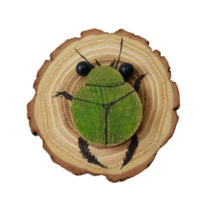 나무와곤충 물방개 나무목걸이 만들기 DIY(10개 묶음) 국내제조상품