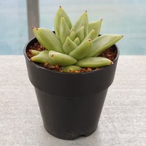 창모양 마리아 다육