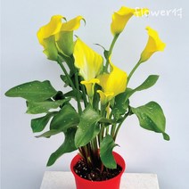 플라워석 카라 60cm 선물가능 인테리어 플랜테리어 키우기쉬운 반려식물 칼라, 2. 카라 1+1