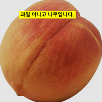 묘목 백도 복숭아나무(아부백도) 접목1년/2주 KJ1857