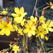 [이삽저삽]영춘화묘목(3치포트30개/한판)다년생 봄꽃 노랑색꽃 어사화 울타리 야생화 분재소재 조경수 정원수 관상용, 30개