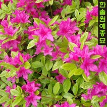 철쭉 특선 1단 5주 백철쭉 자산홍 산철쭉 영산홍 왜성철쭉 홍황철쭉, 2. 자산홍 H0.3m 분묘 1단5주