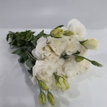 리시안 - 화이트 겹 / 고속터미널꽃시장 꽃도매 서리풀플라워