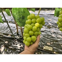 김천 샤인머스켓 탕후루 거봉 씨없는 청포도 망고 애플 사파이어 캠벨 2Kg, 1개, 800g (1수)