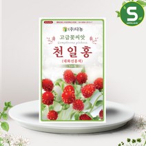 솔림텃밭몰 다농 큰꽃천일홍씨앗 100립 선홍색 천일홍씨앗 꽃씨앗, 단품