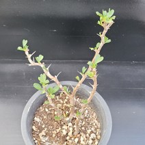 꽃다리 반데리에티에 29 다육식물 선인장 아이만배송
