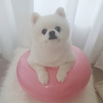 강아지 도넛 짐볼 운동기구/슬개골 탈구 예방/애견 훈련, 블루
