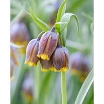 피어나라야생화 패모구근(프리틸라리아 우바불피스) 1Set 10구