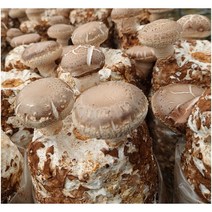 표고버섯 키우기 2세트 배지 키트 무농약 참나무 배양 재배 종균 표고목 무농약 친환경 농장 집에서 아이와함께 버섯 기르기 놀이방 어린이집 유치원 체험학습 대량주문문의상담, 배지 2개