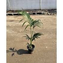 [광합성] 겐차야자 110cm
