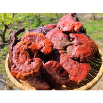 지리산 산청 약초 영지버섯슬라이스 500g 건조 말린 절편 영지 자연산 국내산