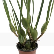 막실라리아-서양란/벌브/소형종/향이좋은꽃/난