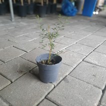 마오리소포라 중품 30~50cm 야생화 행잉플랜트 화분