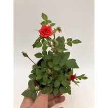 [근이네식물원] 찔레장미 /빨강, 1개