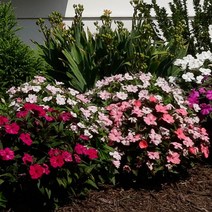 [가든팜] 야생화 임파첸스 10cm 봄 모종 식물, 임파첸스 랜덤색상 10cm, 1개