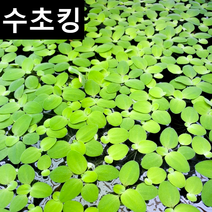 수초맛집 수초킹 키우기 쉬운 초보수초 미니물배추 피시티아 sp. (부상수초), (특가) 30개