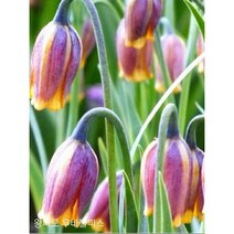 야생화피어나라플라워 패모 우바불피스(1Set 3포트)