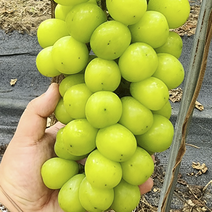 샤인머스켓 3kg 4kg 씨없는 포도 청포도 고당도 영천 샤인머스켓 선물세트, 샤인머스켓 3kg (5~9수)