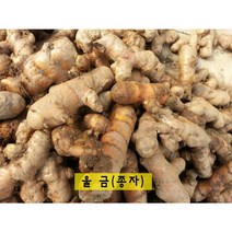 굵고 싱싱한 울금종자5kg 10kg 생울금 대중/소, 소5kg