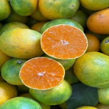 탐라인 제주 23년 햇 극조생 로얄과 10kg내외 가정용, 1box, 10kg