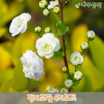 착한가격 나무생각 / 장미조팝 / 4치 포트, 주