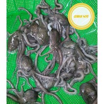 직접 잡은 목포 뻘낙지 (소 중소)10마리 산낙지탕탕이 산소포장, (소) 10마리