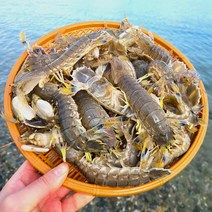 통영 자연산 갯가재 2kg 활갯가재 살아있는 쏙 들치 딱새 제철