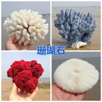 철갑상어키우기 구피암컷 베타암컷 천연 산호 화초 돌패각 소라껍데기 조경 가구 장식, 40 살사